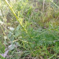 Lamourouxia multifida