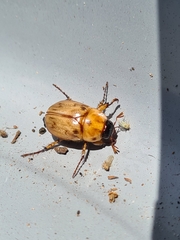 Cyclocephala signaticollis
