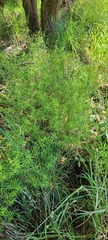 Veronica strictissima