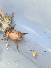 Cyclocephala signaticollis