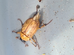 Cyclocephala signaticollis