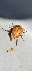 Cyclocephala signaticollis