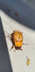 Cyclocephala signaticollis