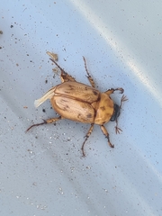 Cyclocephala signaticollis