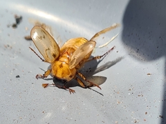 Cyclocephala signaticollis