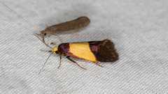 Hemibela thymodes