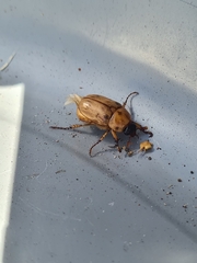 Cyclocephala signaticollis