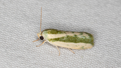 Earias huegeliana