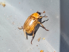 Cyclocephala signaticollis