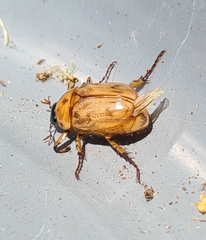 Cyclocephala signaticollis