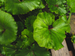 Petasites formosanus