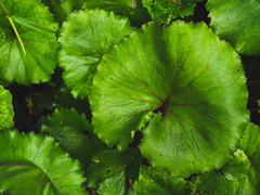 Petasites formosanus