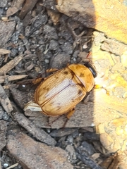 Cyclocephala signaticollis