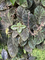 Gloxinia erinoides