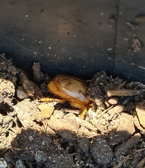 Cyclocephala signaticollis