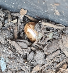 Cyclocephala signaticollis