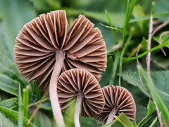 Entoloma hirtum