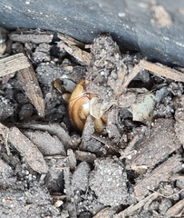Cyclocephala signaticollis