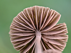 Entoloma hirtum