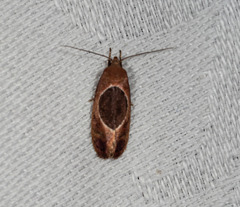 Hoplomorpha abalienella