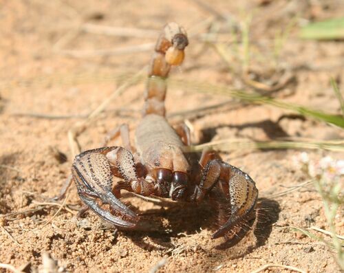 Fynbos Burrowing Scorpion