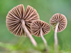 Entoloma hirtum