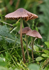 Entoloma hirtum