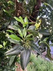 Laurus nobilis