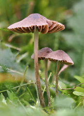 Entoloma hirtum