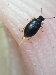 Zenascus nitidus