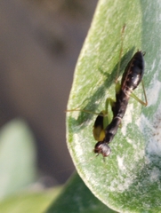 Odontomantis planiceps