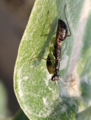 Odontomantis planiceps