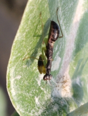 Odontomantis planiceps