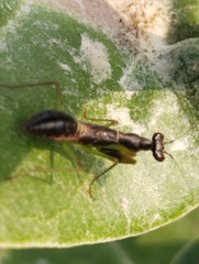 Odontomantis planiceps