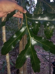 Stenocarpus sinuatus
