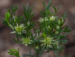 Actinotus glomeratus