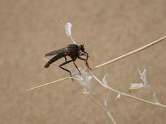 Stenopogon