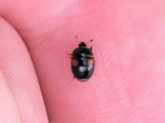Cyllodes biplagiatus