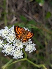 Lycaena edna
