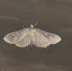 Herpetogramma sphingealis