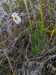 Olearia ciliata