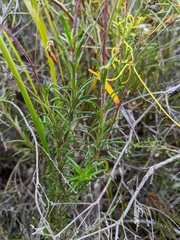 Olearia ciliata