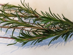 Olearia ciliata