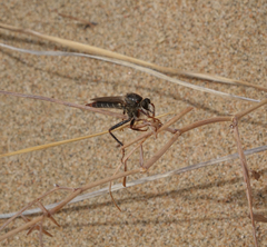 Stenopogon