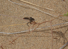 Stenopogon