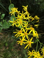 Senecio velleioides