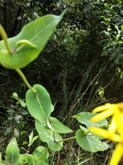 Senecio velleioides