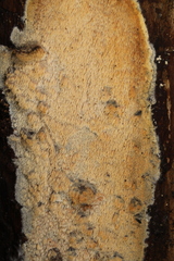 Mycoacia aurea