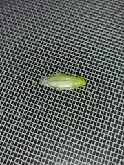 Panchlora