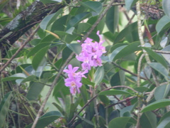 Cattleya harrisoniana